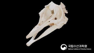 18_민부리고래 두개골-IMG 001(공공저작물 디지털전환 구축사업)