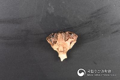 북태평양 황제해산에 서식하는 냉수성 돌산호류(Scleractinia) 사진 섬네일