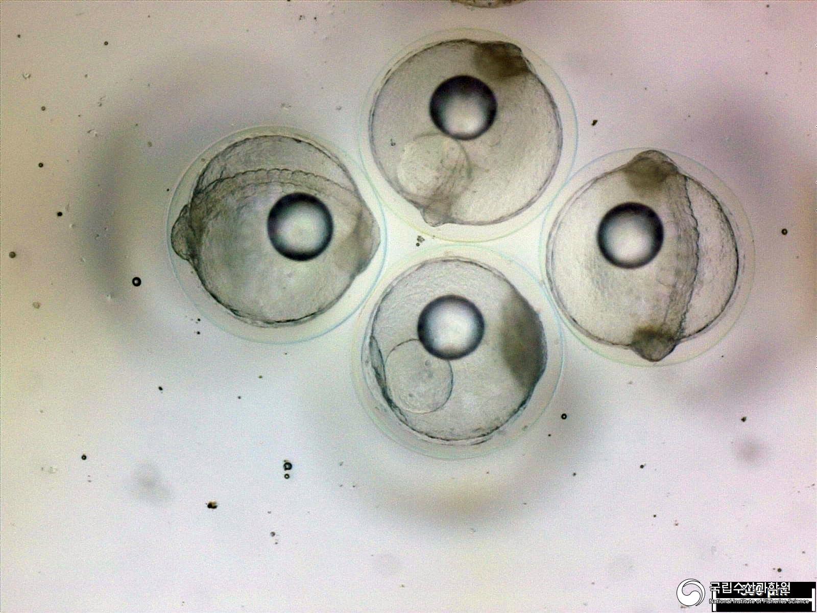 인공수정 붕장어 난발생 사진