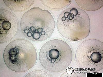 인공수정 붕장어 난발생 사진 섬네일