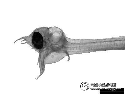 붕장어 인공부화자어 사진 섬네일