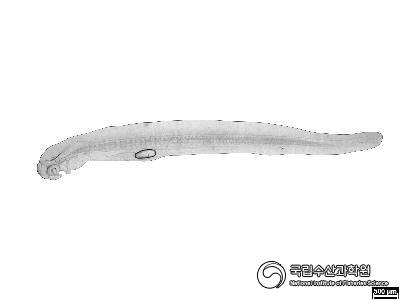붕장어 인공부화자어 사진 섬네일