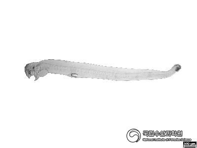 붕장어 인공부화자어 사진 섬네일