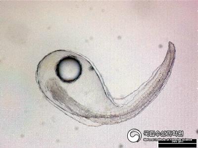 붕장어 인공부화자어 사진 섬네일
