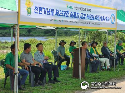 중앙내수면연구소에서는 2023년 천연기념물 제259호 어름치의 금강 수계내 복원 위하여 금산군민들과 함께 방류행사를 금강 상류지역에서 실시하였음(23.08.21) 사진 섬네일