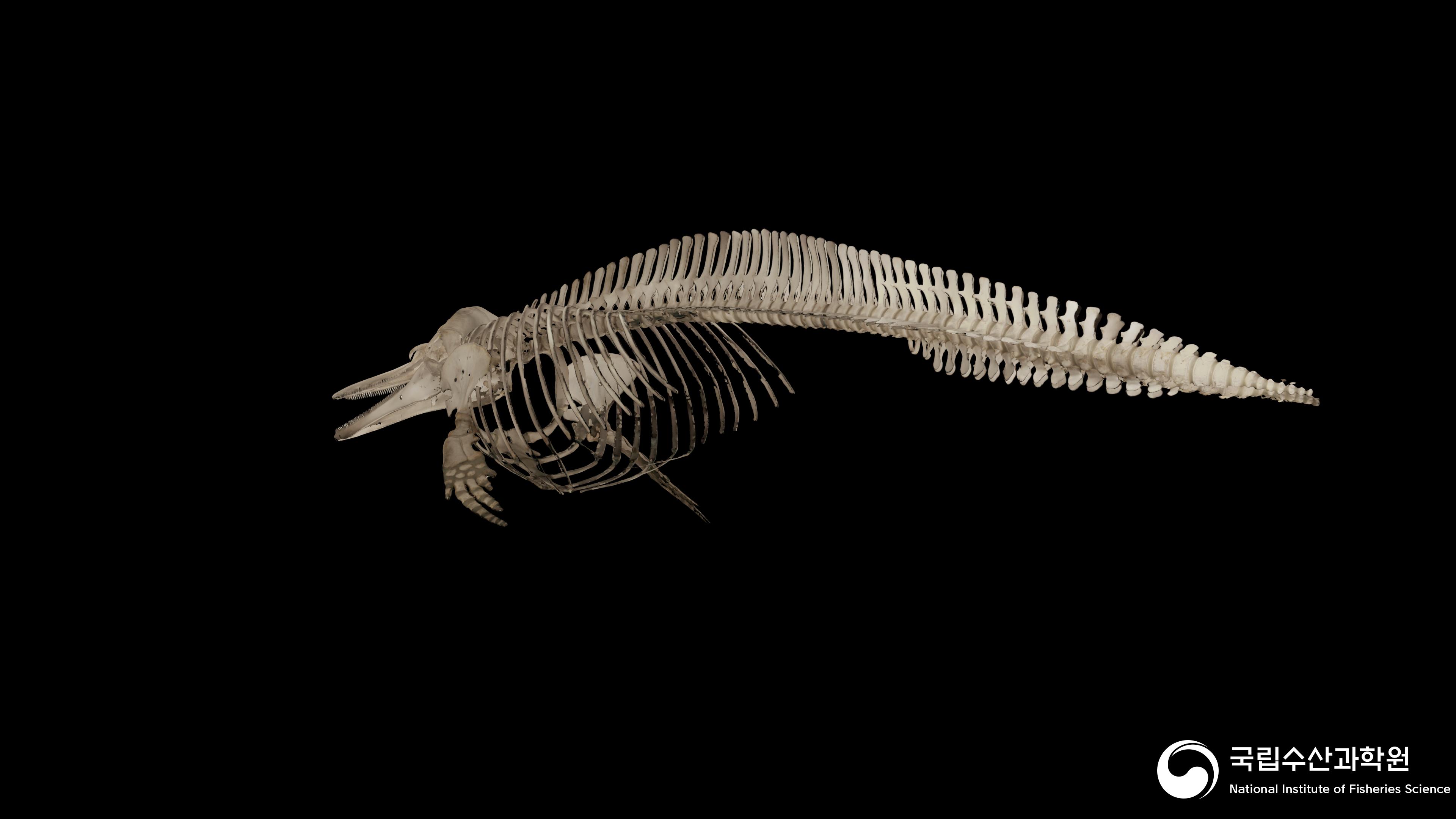 14_참돌고래 조립표본-IMG 007(공공저작물 디지털전환 구축사업) 사진