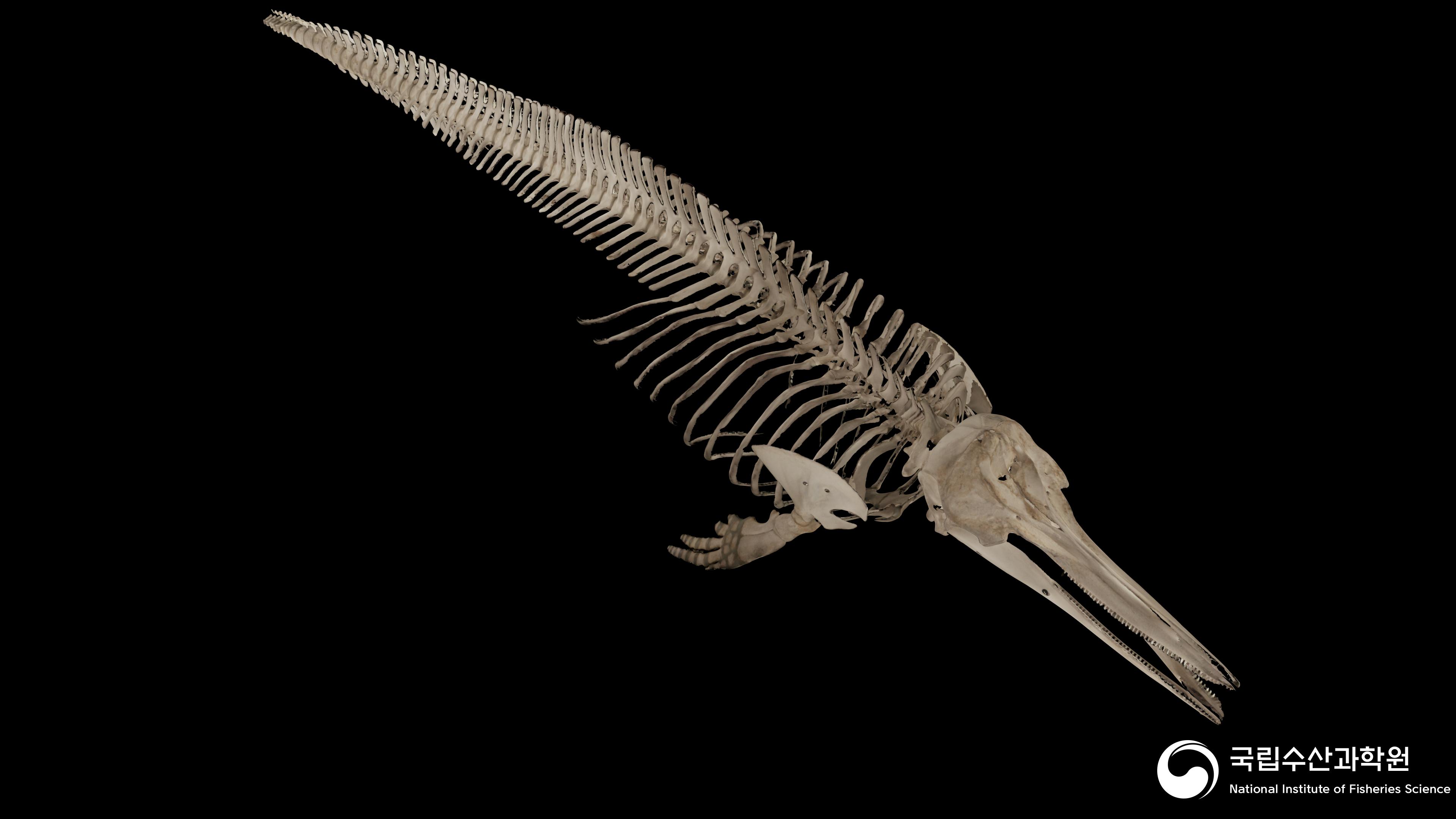 14_참돌고래 조립표본-IMG 013(공공저작물 디지털전환 구축사업) 사진