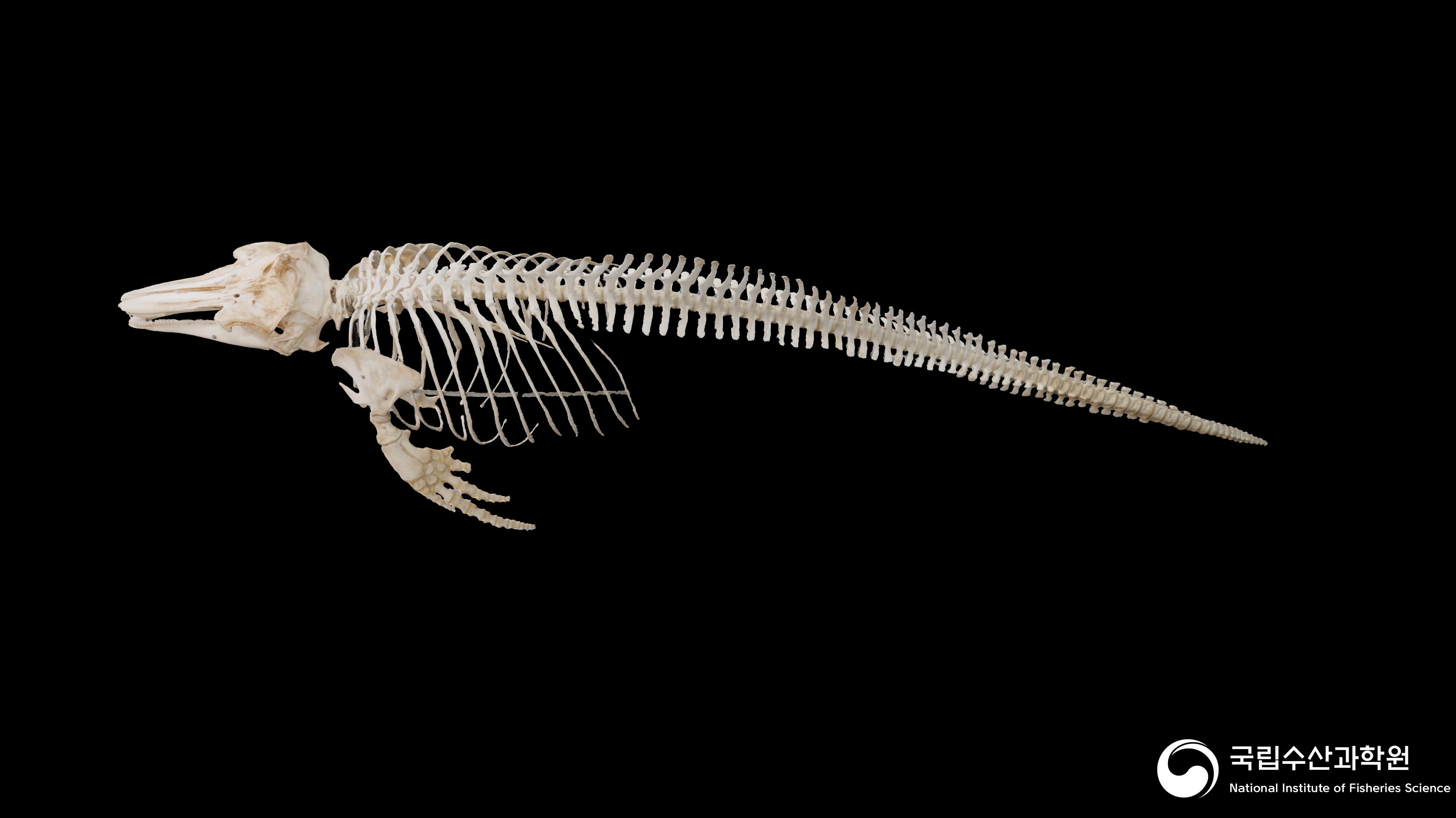16_고양이고래 조립표본-IMG 001(공공저작물 디지털전환 구축사업) 사진