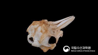 큰돌고래 두개골 표본 3D 사진 섬네일