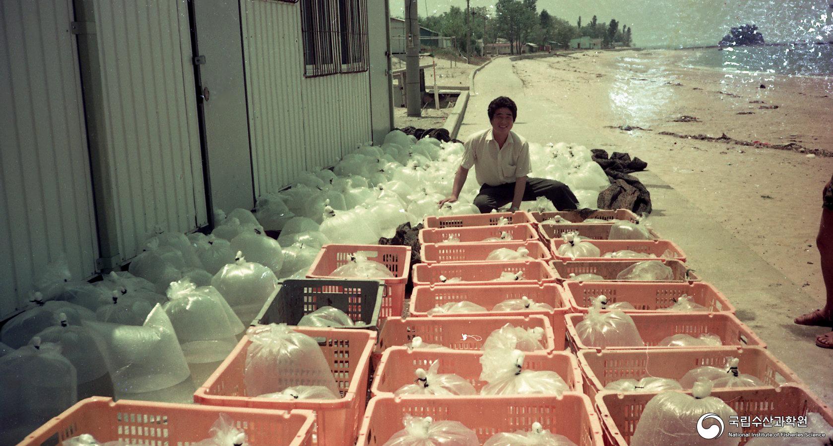 대하 종묘 대량 생산 및 방류(보령 수산종묘배양장, 1980년대) 01 사진