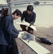 가다랑어 마카호니태그 부착(1980년대) 02 사진 섬네일