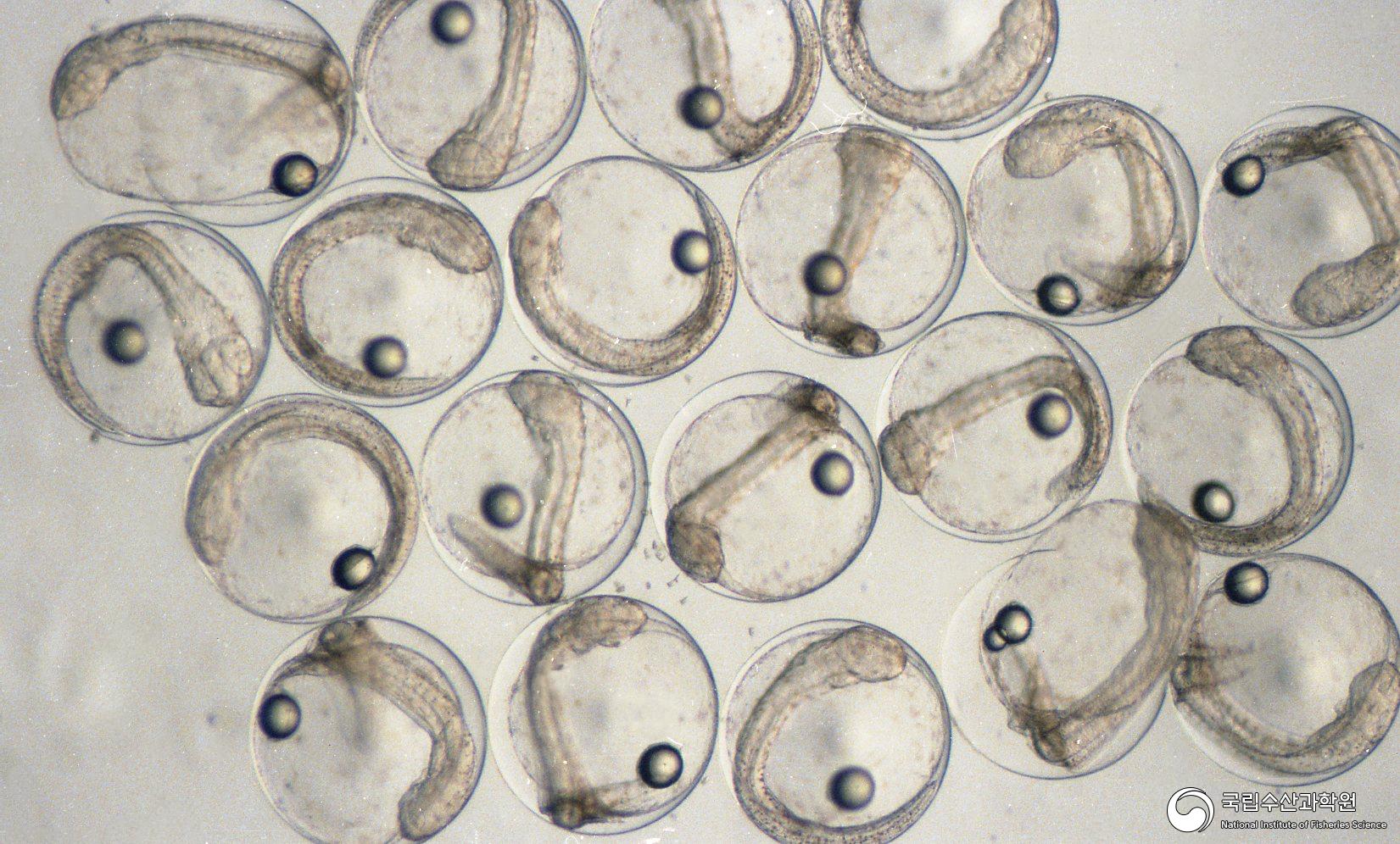 넙치 수정란(부화직전, 현미경 사진)(1980년대) 02 사진