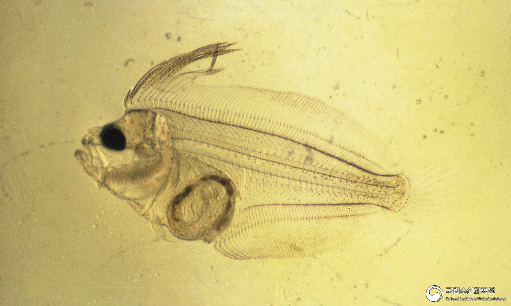 넙치 자어(현미경 사진)(1980년대) 04 사진