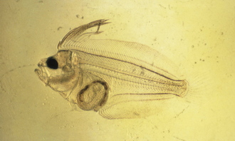 넙치 자어(현미경 사진)(1980년대) 04 사진 섬네일
