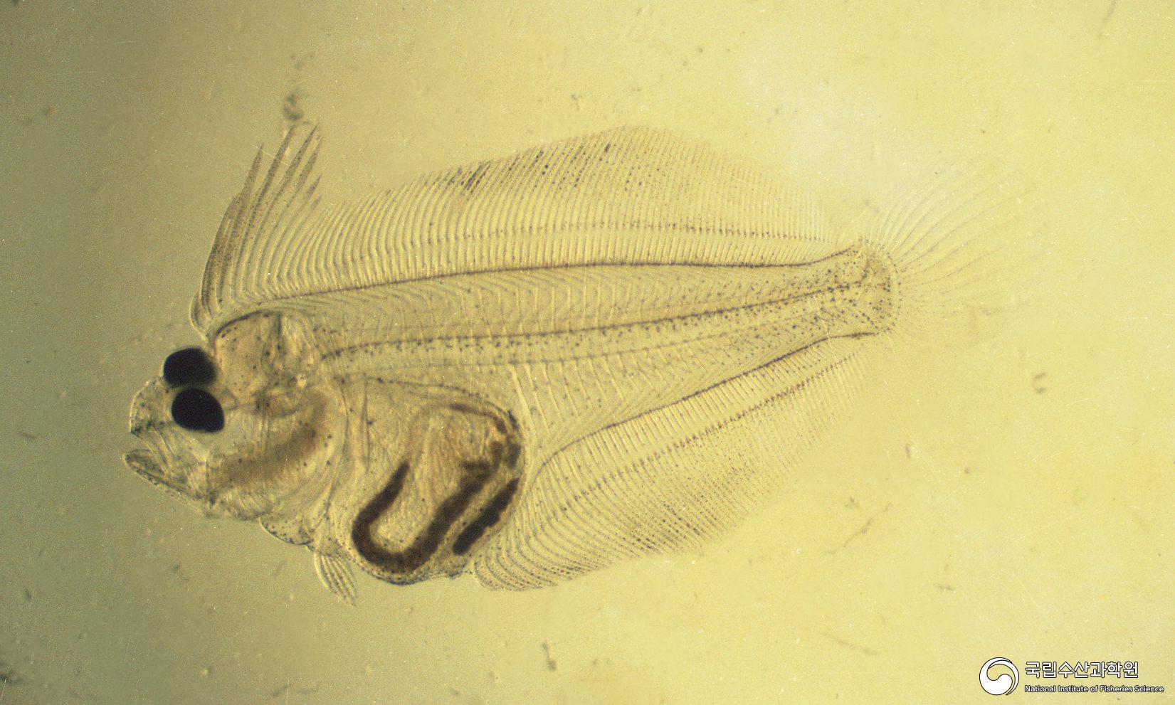 넙치 자어(현미경 사진)(1980년대) 05 사진
