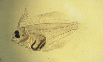 넙치 자어(현미경 사진)(1980년대) 05 사진 섬네일