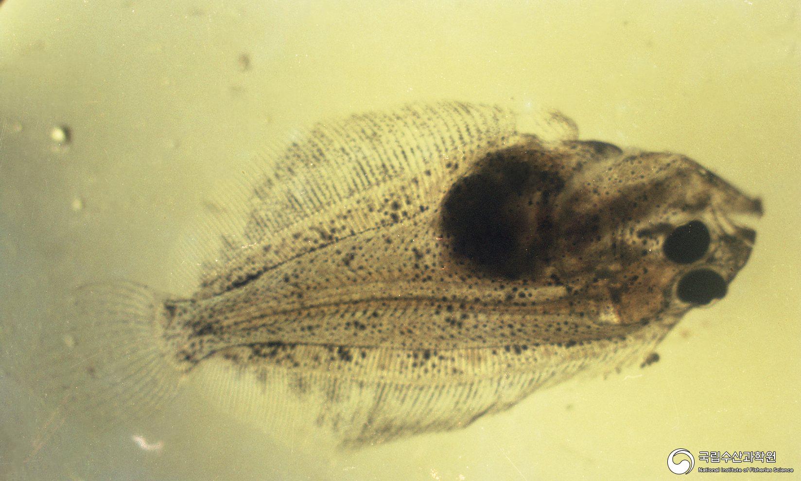 넙치 치어(착저 또는 변태 완료, 현미경 사진)(1980년대) 06 사진