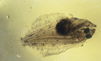 넙치 치어(착저 또는 변태 완료, 현미경 사진)(1980년대) 06 사진 섬네일