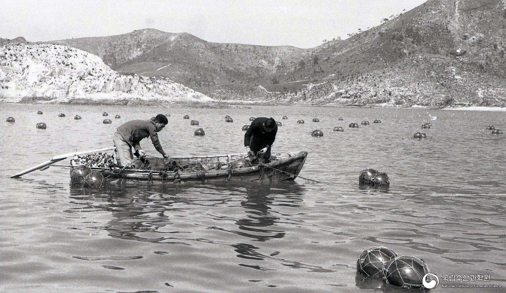 미역 양식장 전경(1960년대) 01 사진