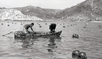 미역 양식장 전경(1960년대) 01