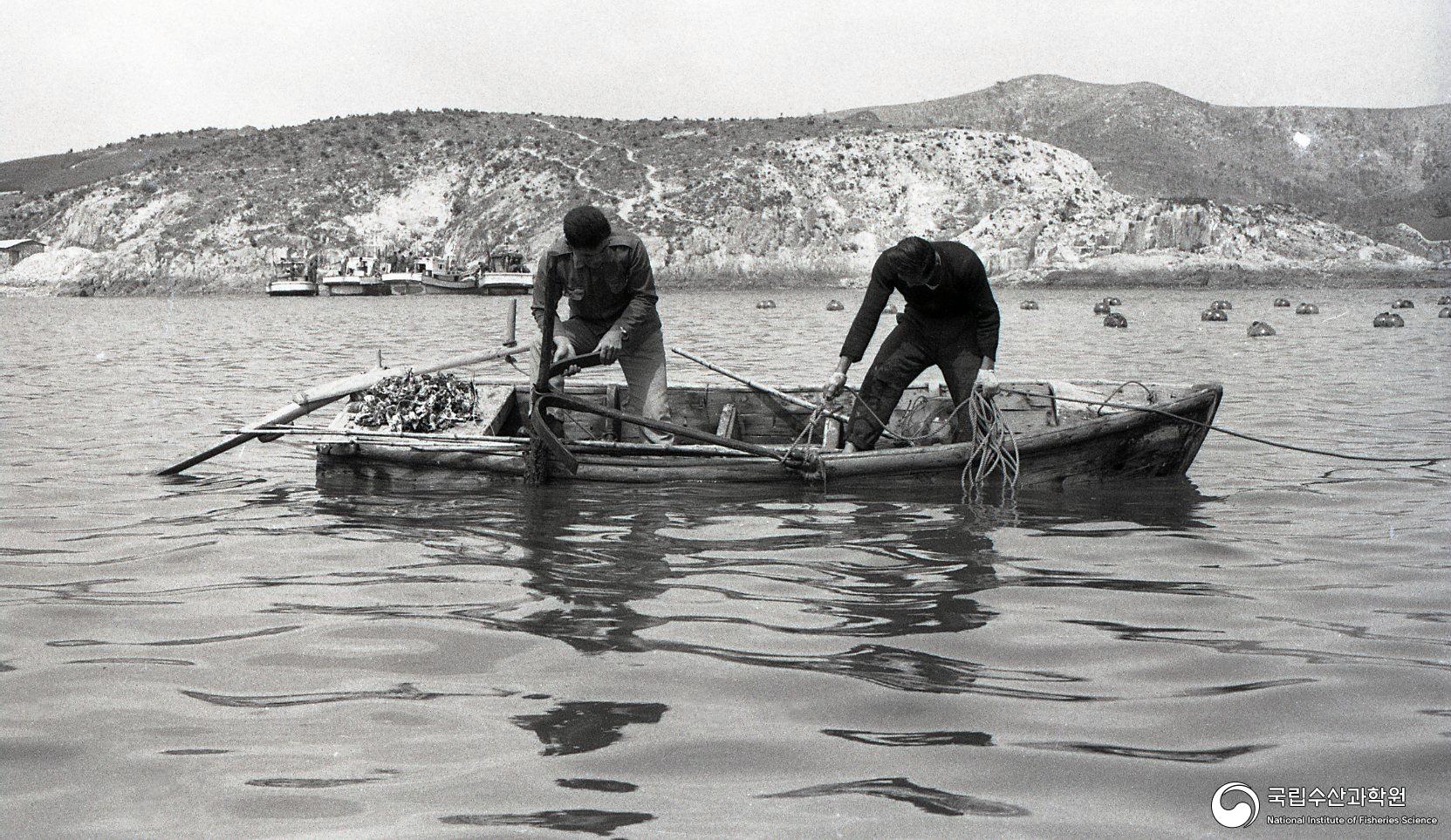 미역 양식장 전경(1960년대) 02 사진