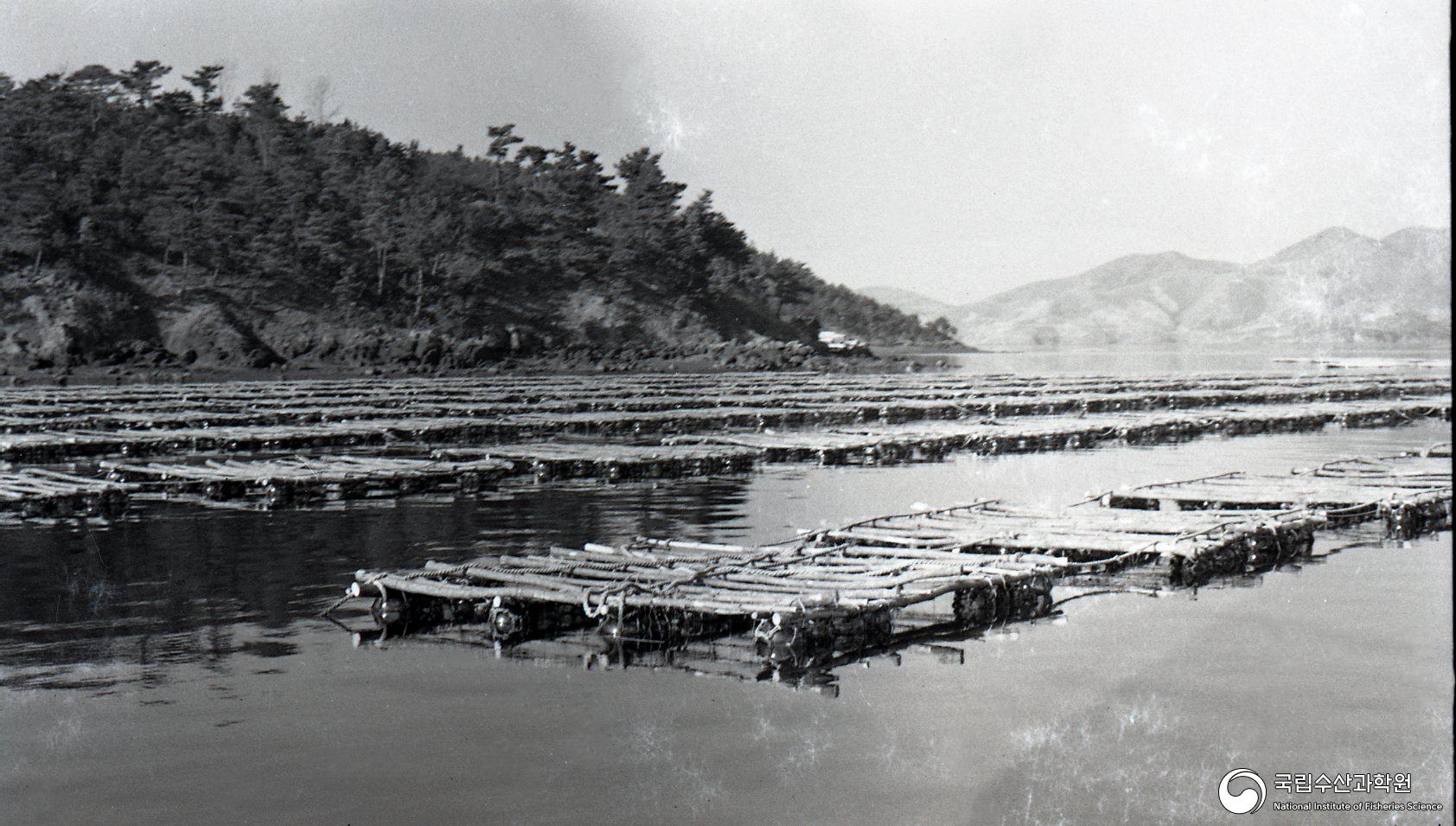 뗏목식 굴 양식장(1960~70년대) 01 사진