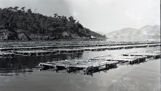 뗏목식 굴 양식장(1960~70년대) 01 사진 섬네일