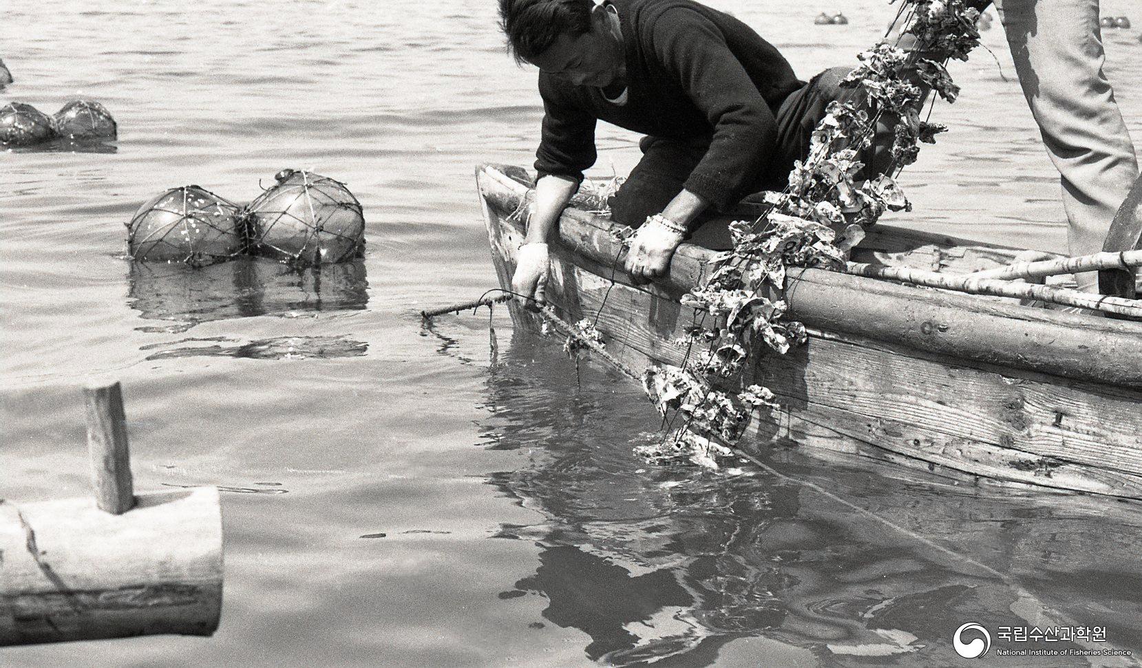 뗏목식 굴 양식장(1960~70년대) 02 사진