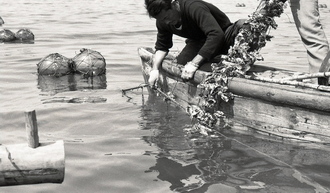 뗏목식 굴 양식장(1960~70년대) 02