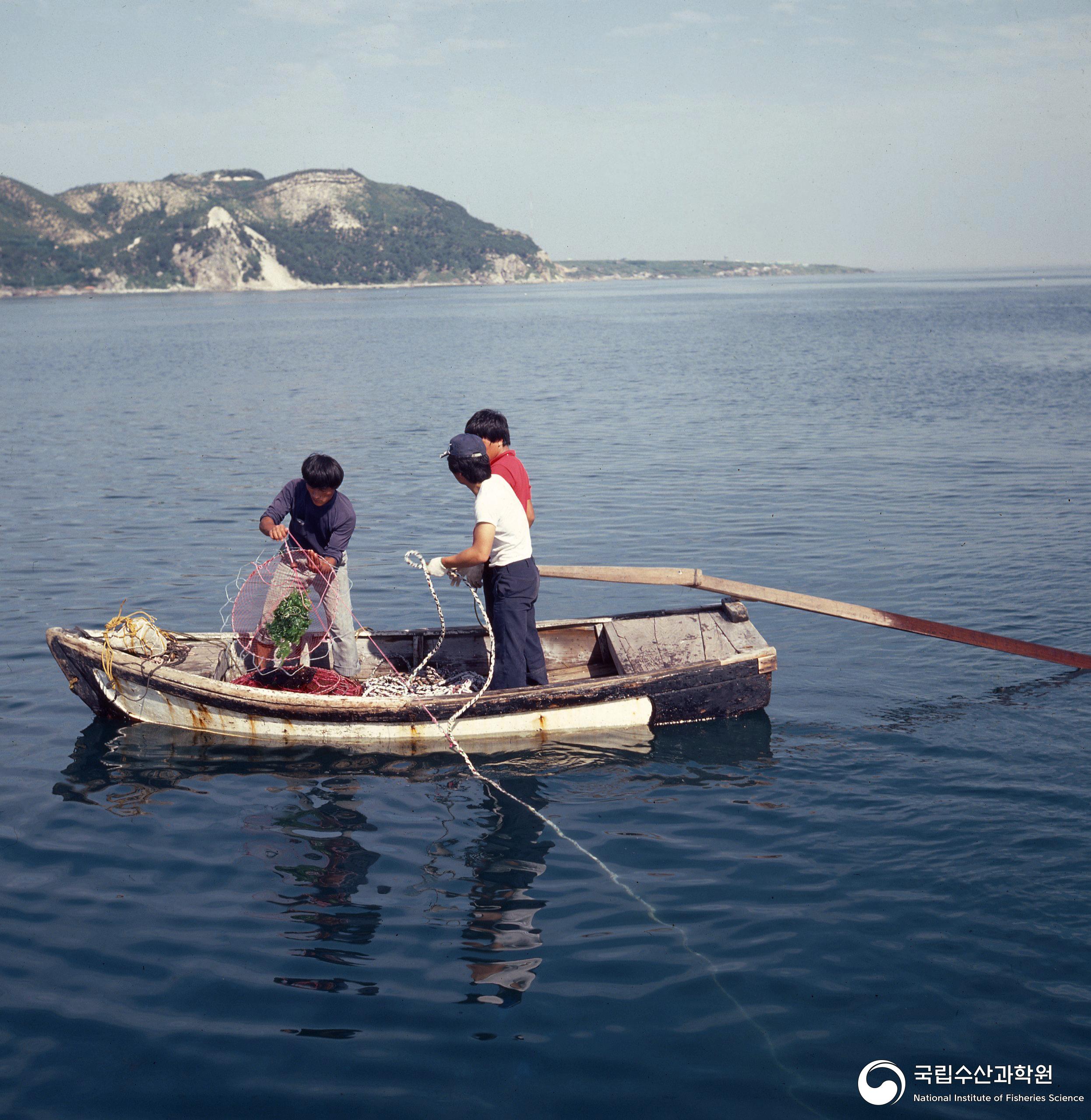 시험조업(성게, 소라 들망, 1970~80년대) 02 사진