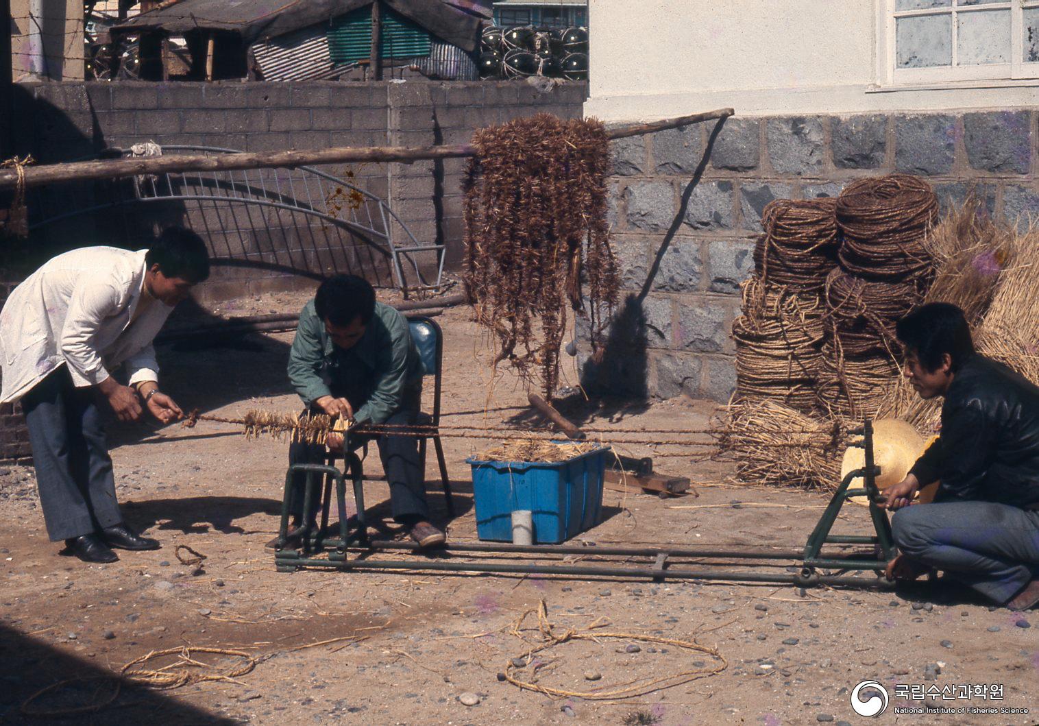 백합 채묘기 제작(1970년대) 사진