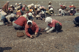 갯벌 백합 채집(1970년대) 01 사진 섬네일