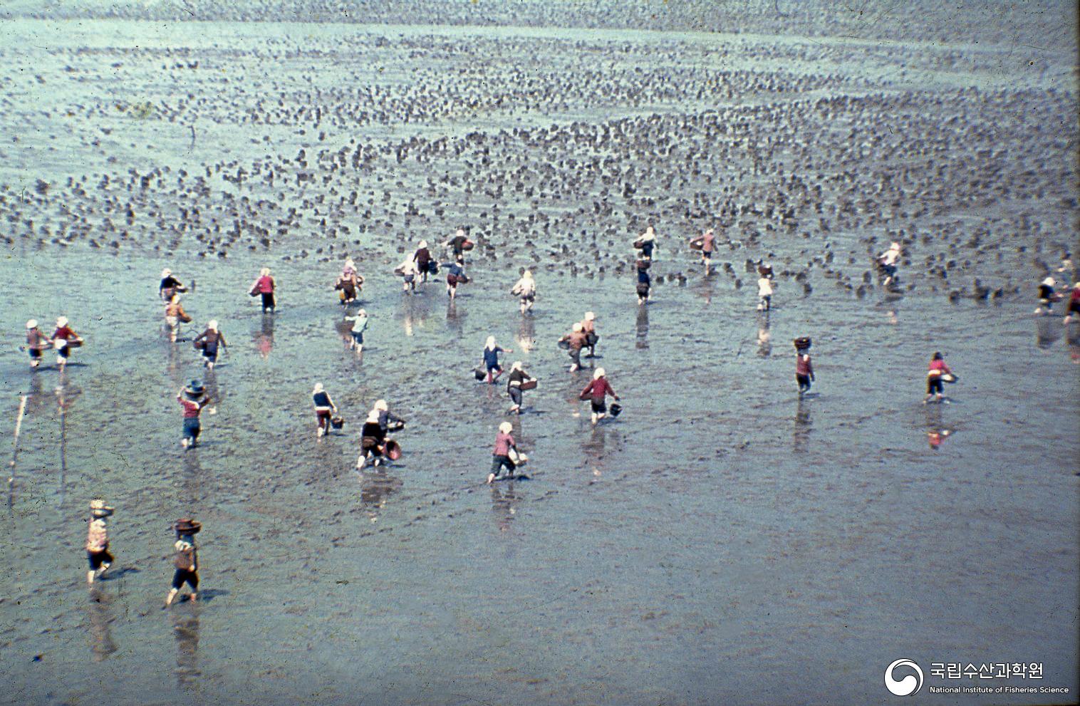 갯벌 백합 채집(1970년대) 02 사진