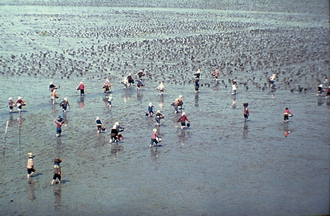 갯벌 백합 채집(1970년대) 02 사진 섬네일