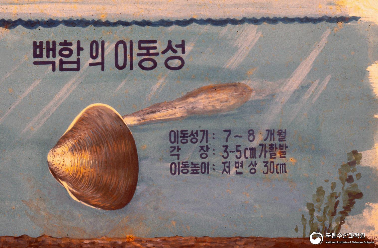 백합의 이동성(1970년대) 사진