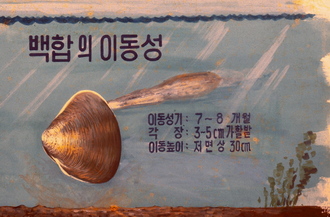 백합의 이동성(1970년대)