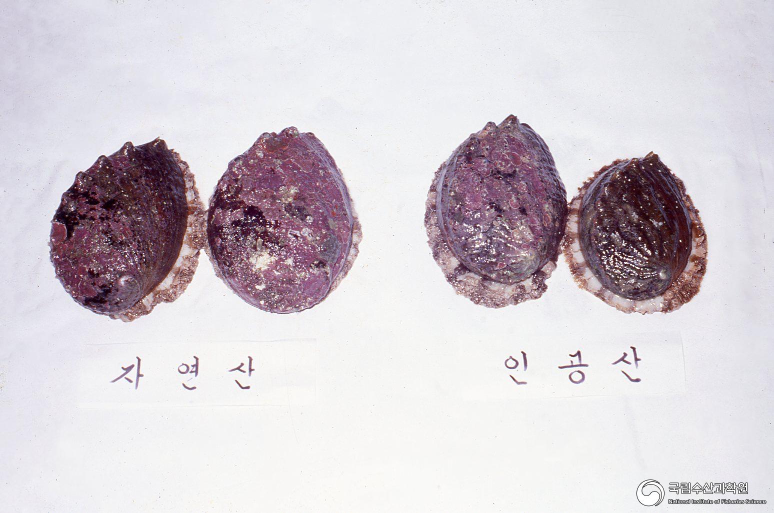 전복(북방전복 자연산, 인공산, 1970년대) 12 사진