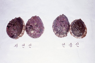 전복(북방전복 자연산, 인공산, 1970년대) 12