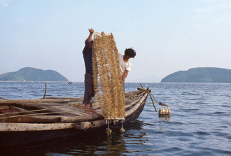 피조개(피조개 채묘 현장, 1970년대) 10