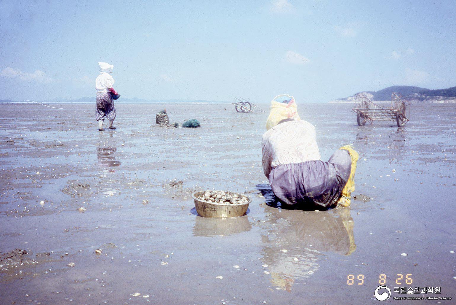 바지락 양식장(1980년대) 사진