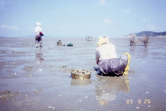 바지락 양식장(1980년대) 사진 섬네일