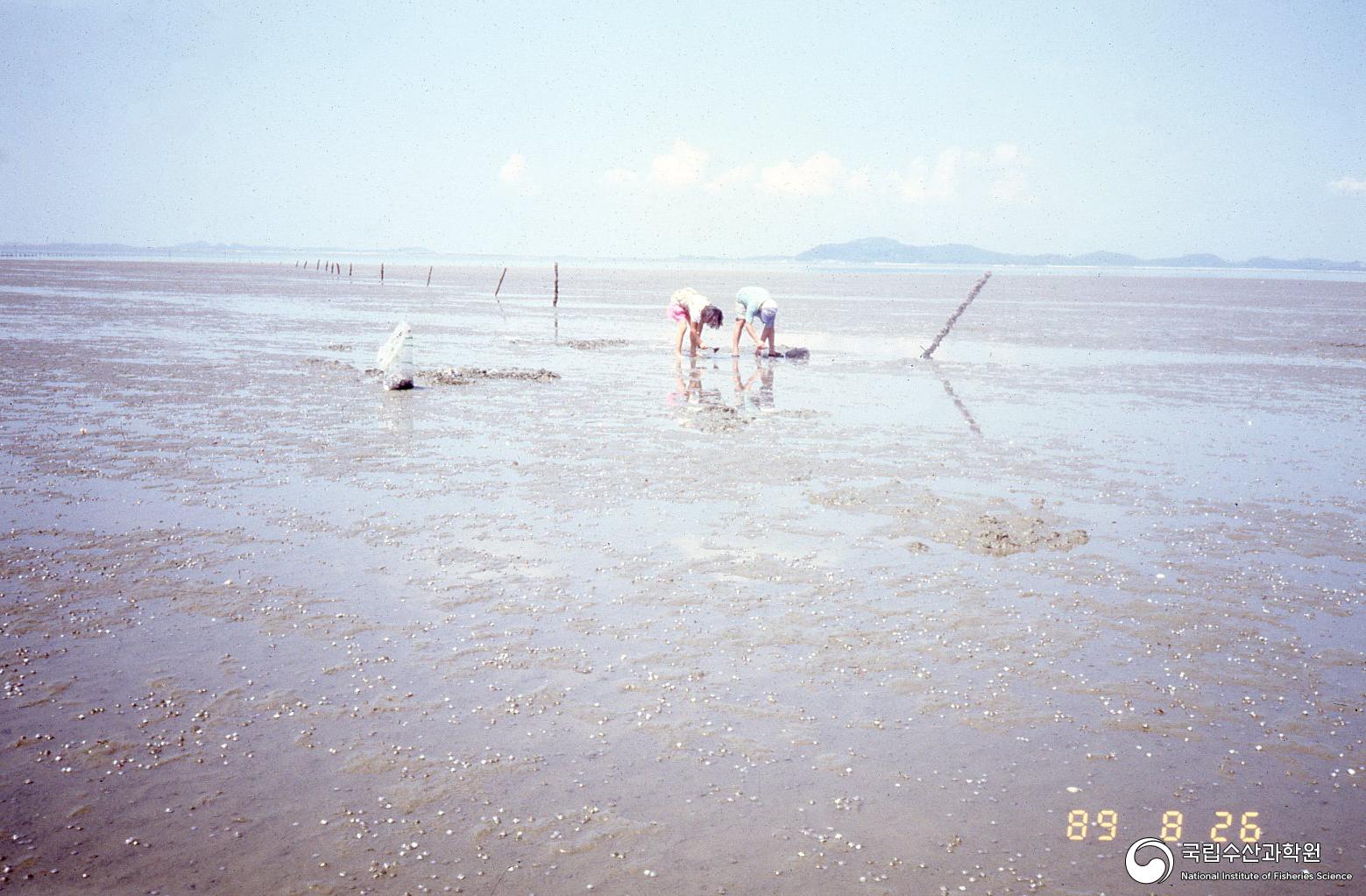 동죽 양식장(1980년대) 사진