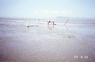 동죽 양식장(1980년대)