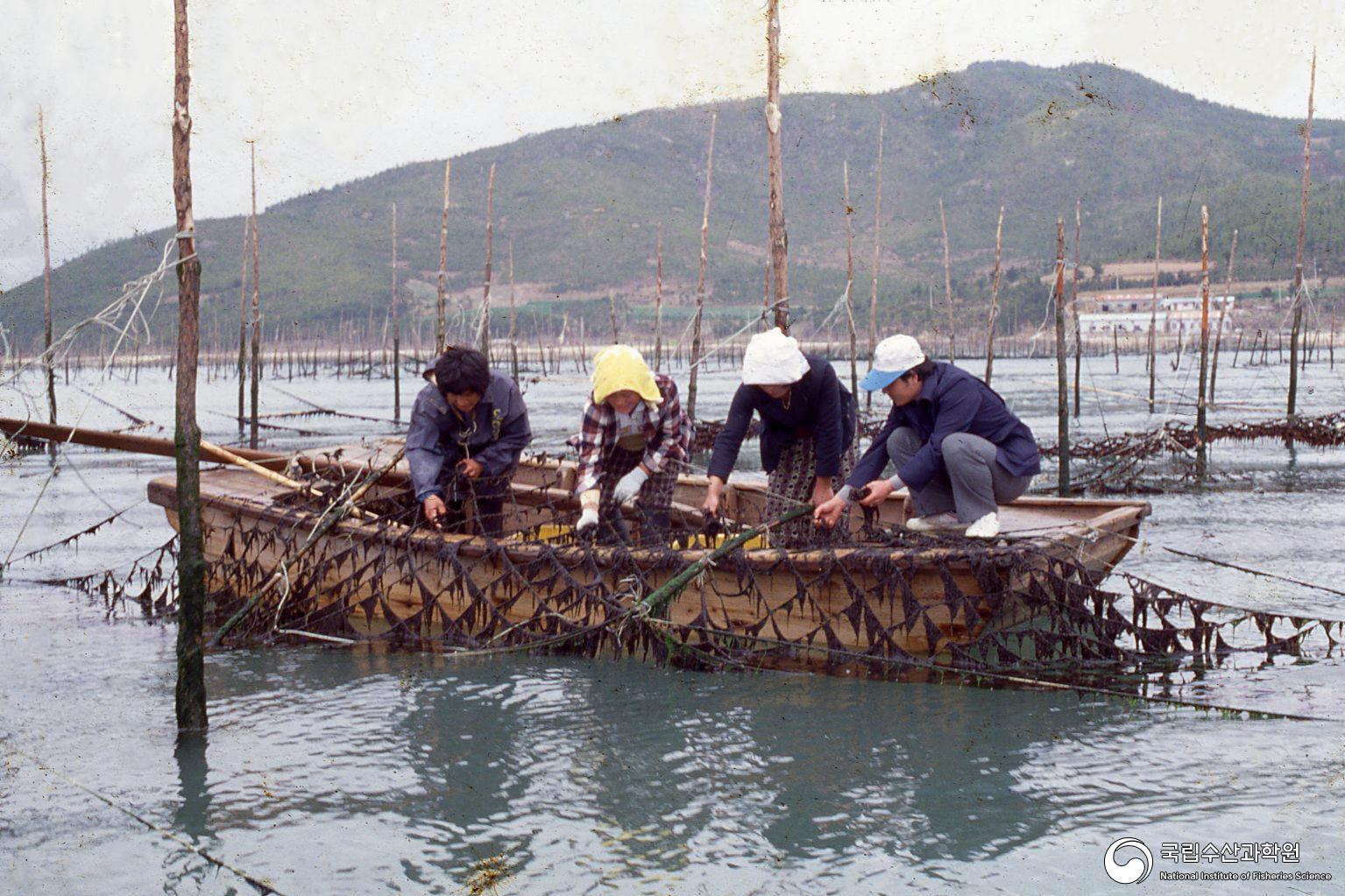 김양식장 김 채취(1990년대) 사진