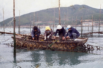 김양식장 김 채취(1990년대)