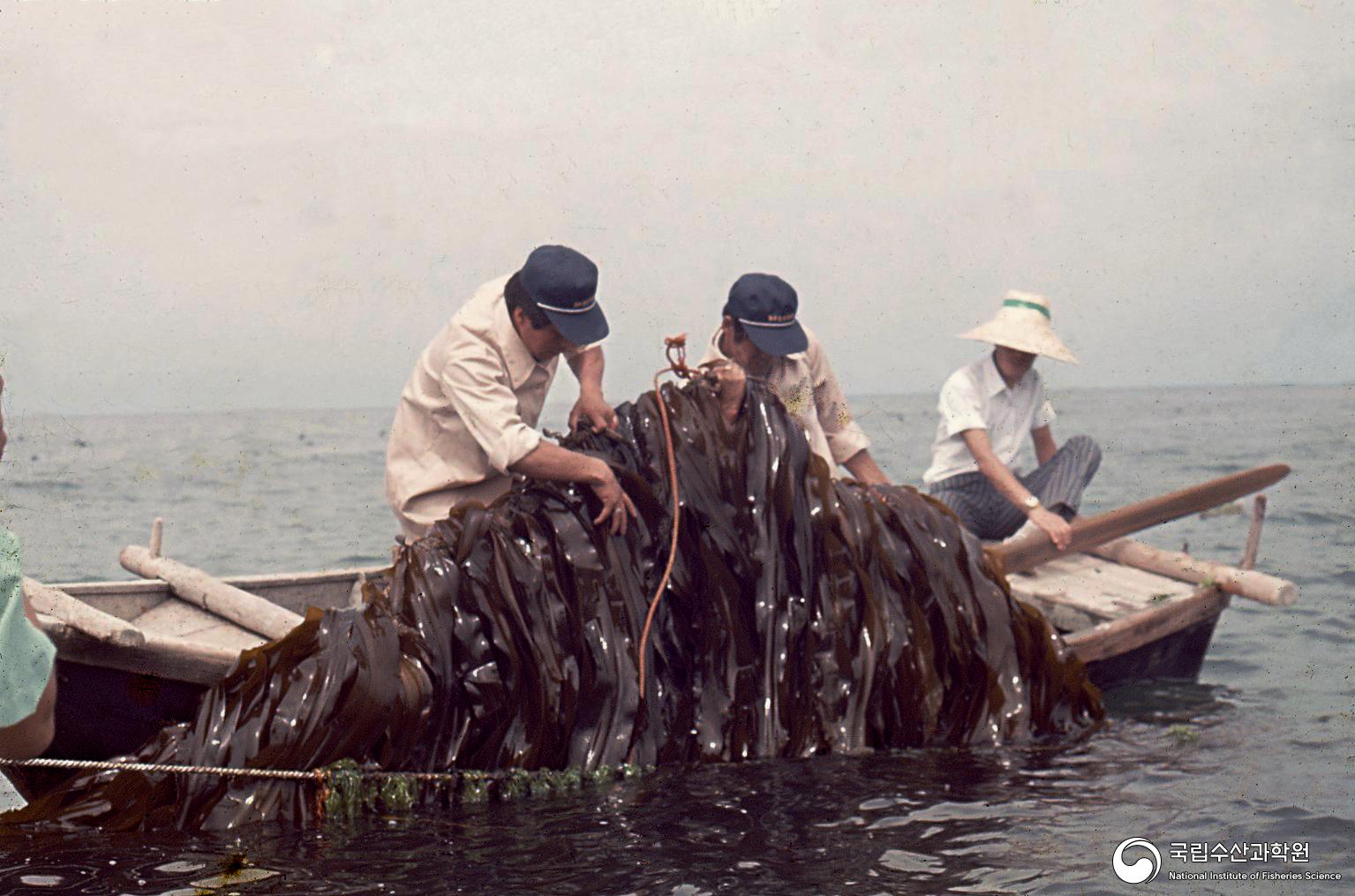 다시마 조업(1970년대) 사진