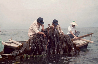 다시마 조업(1970년대)