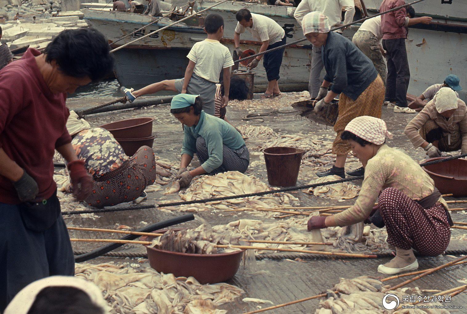 울릉도 오징어 조업(오징어 처리 작업, 1970년대) 02 사진