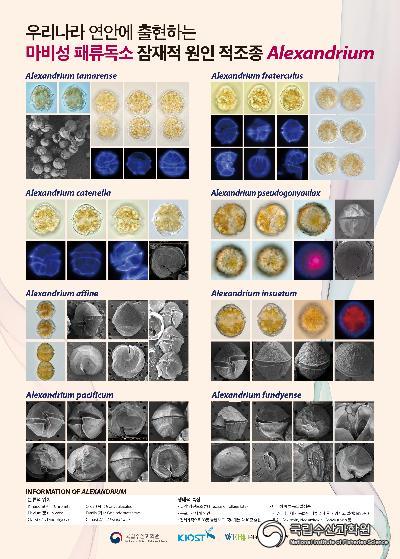 마비성패류독소 원인종 Alexandrium 포스터 사진 섬네일