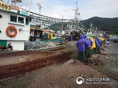 멸치, 그물털기 사진 섬네일